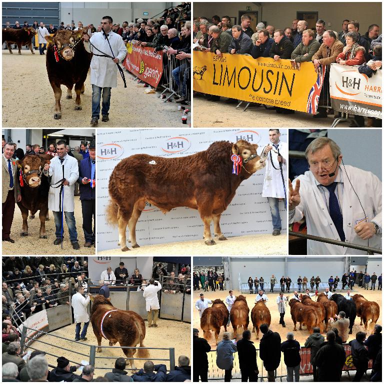 Champion bull goes to Cornhills Farm.